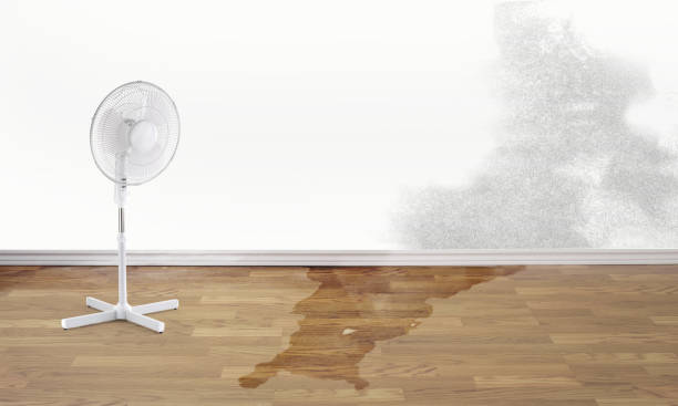 Best Mold removal after water damage  in Wrightsville, GA